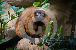 National Zoo: Red-ruffed Lemur (Varecia rubra)