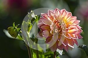 Nationwide Dahlia in Bloom and Buds