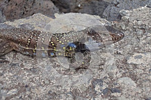 Nativ lizard the Tenerife, autÃÂ³ctono lagarto tizÃÂ³n photo