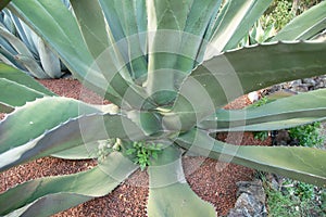 Native agave plant at the UNAM botanical garden photo