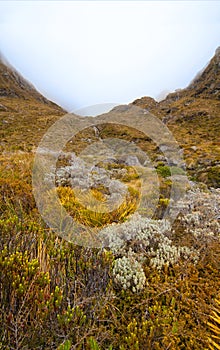 Native alpine tundra vegetation and grassland of Southern Alps, hazy mountains and high altitude flora, New Zealand