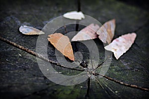 Native American arrowheads photo