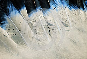 Native American Blue Feather Textures