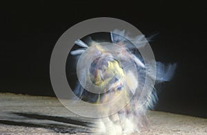 Native American dancer in motion at Tribal Ceremony, Gallup, New Mexico