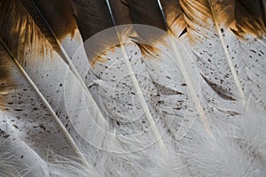 Native American Feather Textures