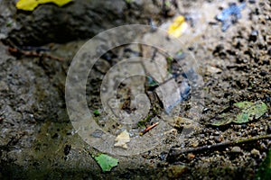 Native American Indian bird point arrowhead in creek bed