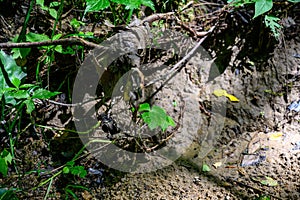 Native American Indian bird point arrowhead in creek bed