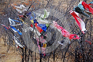 Native American Prayer Cloth Tied To Trees at Bear Butte