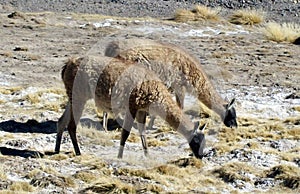 Native animals, (guanacos) grazing in the mountains