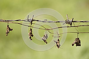 Domestico asiatico impianti vite foglie essiccato secondo il sole dopo mordere il cavo al posto di quello da domestico alberi un cespugli sul 