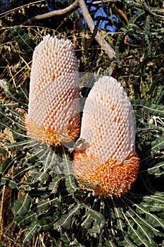 Native Australia's Banksia