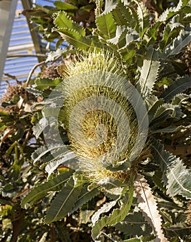 Native australian banksia flowers