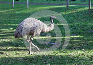 Native Australian Emu portrait