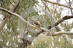 Native Australian Kookaburras in a forest of gumtrees photo