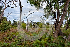 Native Australian landscape on Raymond Island.