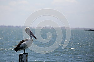 Native Australian Pelican overlooking the bay at the Geelong foreshore, coastal Victoria