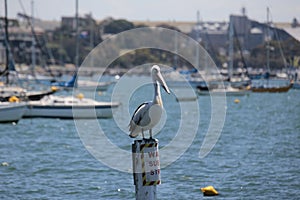 Native Australian Pelican overlooking the bay at the Geelong foreshore, coastal Victoria