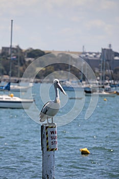 Native Australian Pelican overlooking the bay at the Geelong foreshore, coastal Victoria