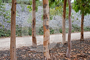Native Australian Silver Birch Trees in the Royal Botanic Gardens