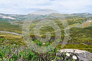 Native Australian vegetation in Kosciuszko National Park, NSW, Australia.