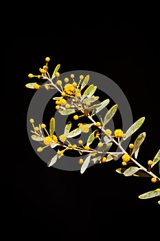 Native Australian Wattle