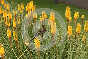 native Australian wattle bird eating from a native yellow hot poker flower in a botanical garden, Australia