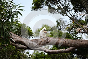 Native Australian white and yellow parrot feeding on fruit in a tree