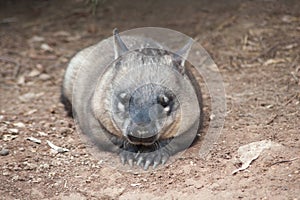 Native australian Wombat