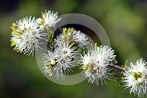 Native bee on white, honey-scented flowers of the Australian native Kunzea ambigua