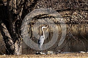 Native Blue Heron perusing waterway for fish.