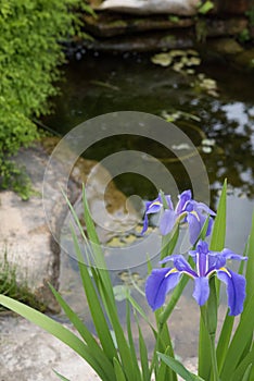 Native blue Louisiana iris near a pond