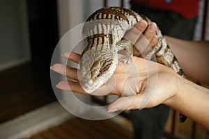 native blue-tongued lizard being held