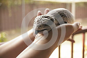 native blue-tongued lizard being held