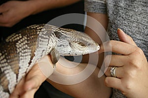 native blue-tongued lizard being held