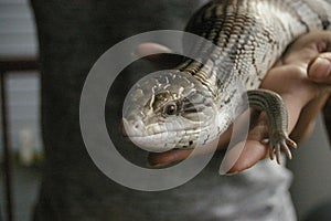 native blue-tongued lizard being held