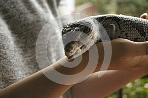 native blue-tongued lizard being held