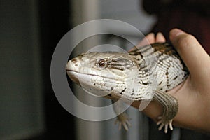 native blue-tongued lizard being held