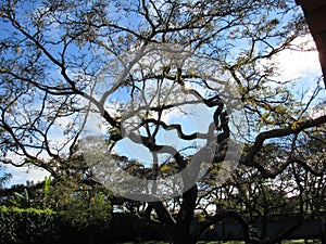 Native Brazilian tree from the bioma `cerrado` - Sucupira photo