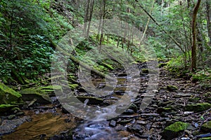 Native Brook Trout Stream.