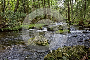 Native Brook trout stream in northern PA, USA