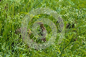 Native brown color sparrow was found in the plants. Poses sideways as I pass by, right away clicked to capture.