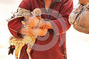 Native brown hen is on a Laotian girlâ€™s arms