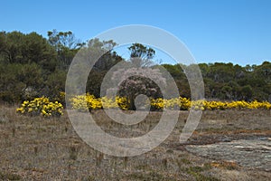 Native bushes in flower on the Gnamma Trail