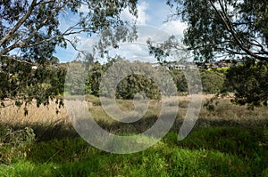 Native Bushland Overlooking residential houses in a Australian Suburb.