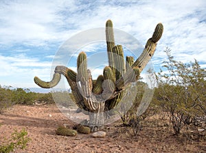 Native Cactai near Pagancillo, La Rioja, Argentina