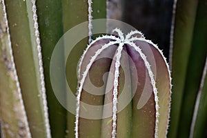 Native cactus at the UNAM botanical garden photo