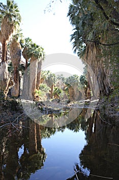 Native California Palm Trees