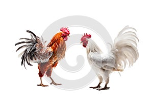 Native chicken on white background, two chickens, For art texture, presentation design or web design and web background.