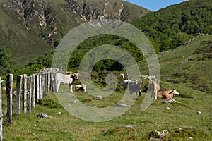 Native cow of the Navarrese Pyrenees photo