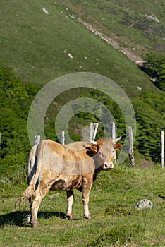 Native cow of the Navarrese Pyrenees photo